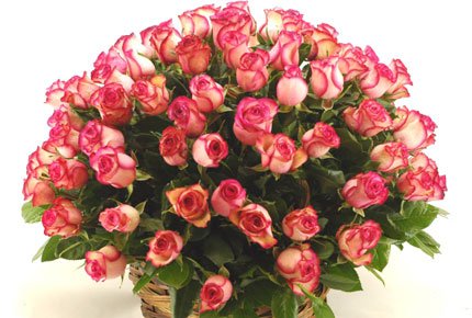 25 роз за 990 рублей. Большой выбор свежих роз со скидкой 50% в цветочном салоне на Шевченко.