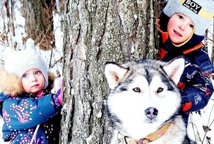 Экскурсия «В гости к северным собакам» и «Прогулка с маламутами» со скидкой 65%