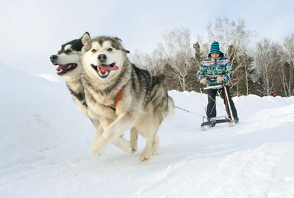 Экскурсия «В гости к северным собакам» с катанием на собачьей упряжке и чаепитием в деревенском доме со скидкой 50%