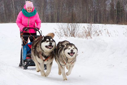 Экскурсия «В гости к северным собакам» с катанием на собачьей упряжке и чаепитием в деревенском доме со скидкой 50%