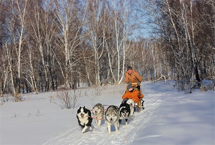 Экскурсия с катанием и фотосессией в питомнике северных ездовых собак Сибериан Соул