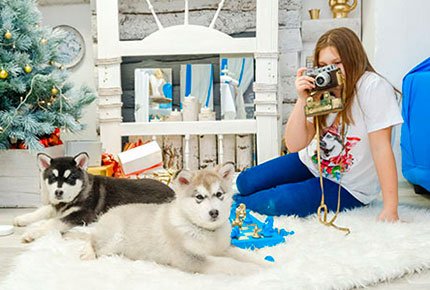 Новогодний фотосет с малышами - маламутами в студии «В гости к северным собакам» со скидкой 55%