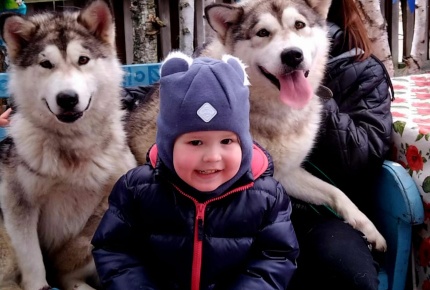 Две экскурсии "В гости к северным собакам" и "Прогулка с маламутами" со скидкой 65%
