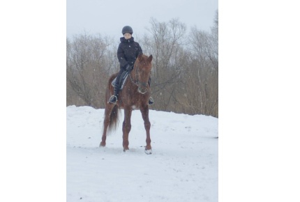 Катание на лошадях со скидкой 50% от клуба Alicorn в Корнилово