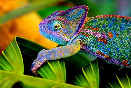 Посетите выставку экзотических животных «Тропики» со скидкой 50%