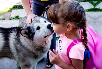 Индивидуальная экскурсия «В гости  к северным собакам» с чаепитием ​в деревенском доме со скидкой 50%