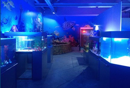 Посетите мини-океанариум "Риф Парк" со скидкой 54% в РК "Шарики". Заплати 300 рублей на троих вместо 660
