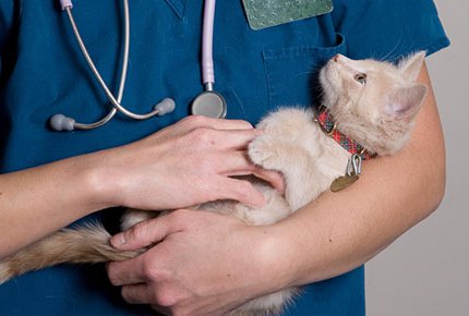 УЗ диагностика и другие услуги для животных со скидкой до 50% в Центре Ветеринарной Медицины доктора Недзельского