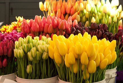 Огромный выбор цветов от салона "Живые цветы" со скидкой 50%