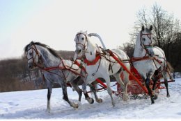 Прогулка на лошадях со скидкой 60%. Заплати 200 рублей вместо 500!